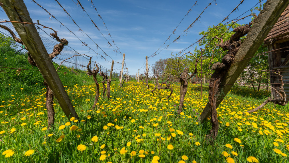 PREDANÉ - PREDAJ: starší rodinný dom s väčším pozemkom, Horná 20, Šenkvice